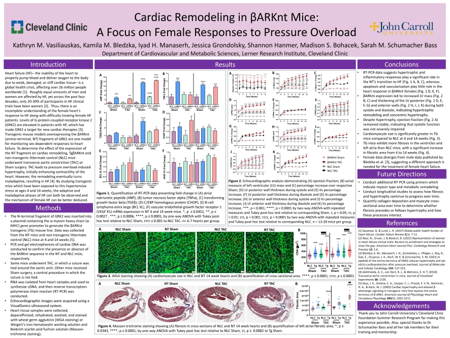 Katie Vasiliauskas Discover 2025 Poster: Cardiac Remodeling in βARKnt Mice: A Focus on Female Responses to Pressure Overload