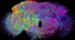 fruit fly brain