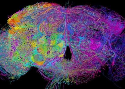 fruit fly brain